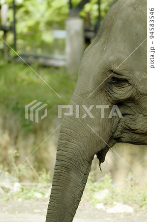 インドゾウ インドゾウ 94583546