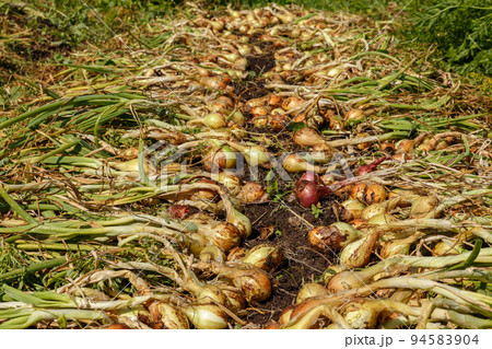Onion harvest. Freshly harvested organic onions laid out to dry naturally in a vegetable garden. 94583904