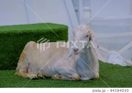 White goat lying on the artificial turf grass at agricultural animal exhibition 94584030