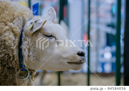 Texel sheep at animal exhibition, trade show - close up 94584056