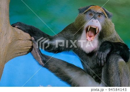 Funny monkey sitting in the tree and yawning 94584143