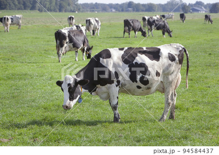 Dutch milk cows grazing in meadow 94584437