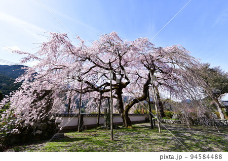 徳島県の明王寺の枝垂れ桜満開 94584488