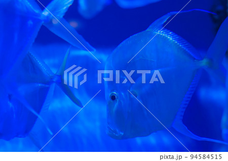 School of silver metynnis swimming in huge aquarium. Blue light School of silver metynnis swimming in huge aquarium. Blue light 94584515