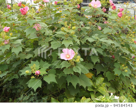 こじま花の会花畑のアメリカフヨウの桃色の奇麗な花 94584543
