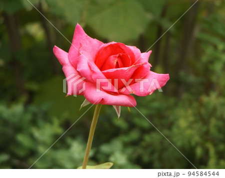 桃色の綺麗な大きいなバラの花 94584544