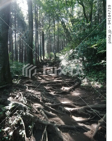 奥高尾　山道　小仏峠付近 94584739