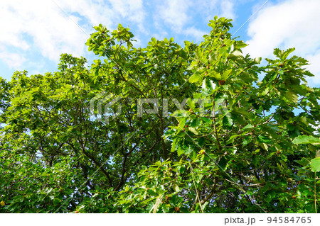 柏の森(北海道札幌市手稲区) 柏の森(北海道札幌市手稲区) 94584765