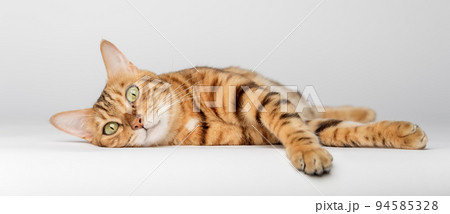 Bengal cat lies on a white background. Red cat isolated. Bengal cat lies on a white background. Red cat isolated. 94585328