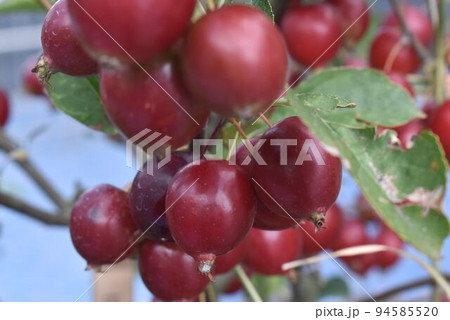 コケモモ 94585520