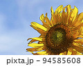 パステル調　”青空とひまわりの花”　イラストイメージ 94585608