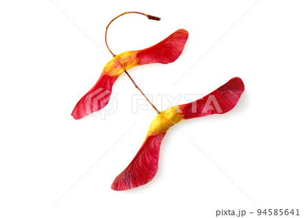 Amazing two-lobed red yellow maple seed pods in bright red yellow isolated on a white background 94585641