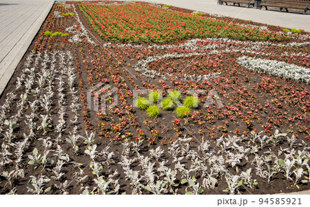 Beautiful flower lawn with silver cineraria and red begonia in the city park in summer, outdoors. Natural natural background of flowers 94585921