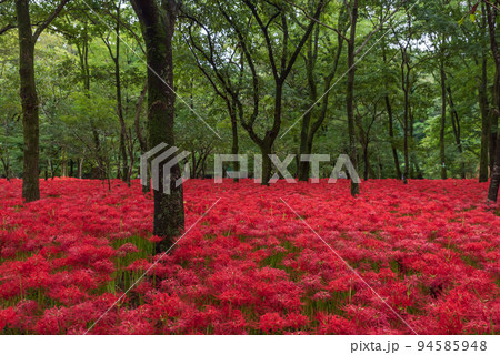 真っ赤な絨毯 巾着田曼殊沙華 真っ赤な絨毯 巾着田曼殊沙華 94585948