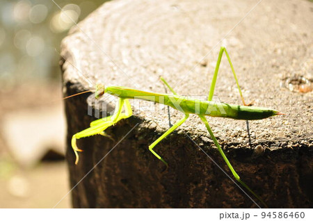 カマキリ 94586460
