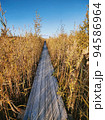 View of a wooden walking path among the reeds 94586964