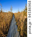 View of a wooden walking path among the reeds 94586968