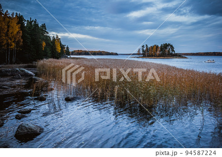 Island in Monrepo Mon Repos park. Pampas grass. Autumn landscape. Vyborg 94587224