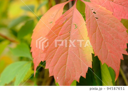 red leaves in autumn of wild grape 94587651