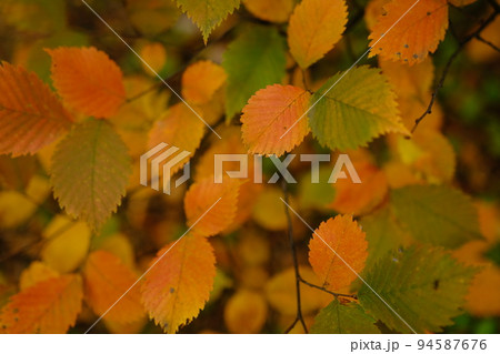 colorfull red and green leaves on tree in autumn time 94587676