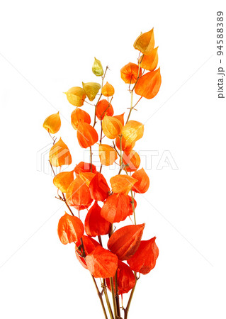 Physalis alkekengi isolated on white background. Branches of Chinese Lantern Physalis alkekengi isolated on white background. Branches of Chinese Lantern 94588389