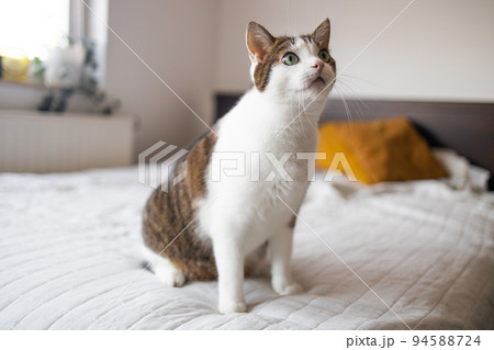 Beautiful black and white cat looking at the camera in the bed Beautiful black and white cat looking at the camera in the bed 94588724