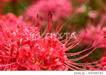彼岸花 94588782