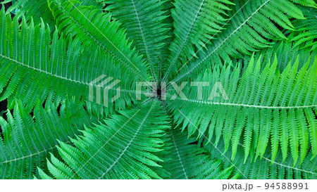 Fern funnel background.Green decorative fern in the garden Fern funnel background.Green decorative fern in the garden 94588991
