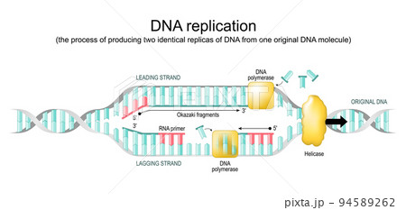 DNA replication. replication fork DNA replication. replication fork 94589262
