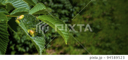 Chestnut gall wasp Chestnut gall wasp 94589523