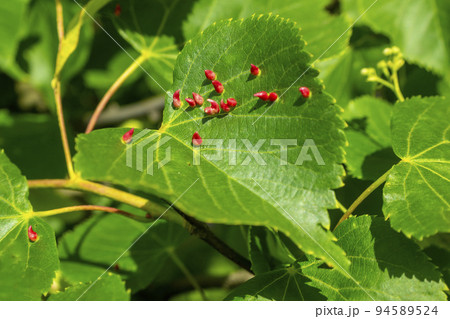 Lime nail gall caused by red nail gall mite Eriophyes tiliae on the leaves of common lime. 94589524