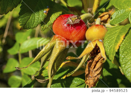 Adult Stink Bug of the Tribe Carpocorini Adult Stink Bug of the Tribe Carpocorini 94589525