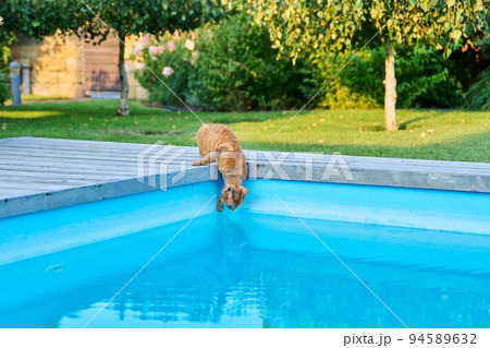 Domestic cat pet drinks water in outdoor pool in backyard Domestic cat pet drinks water in outdoor pool in backyard 94589632