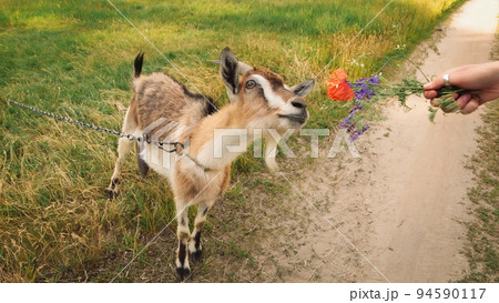 The goat eats wildflowers from women's hands. Closeup shot. 94590117