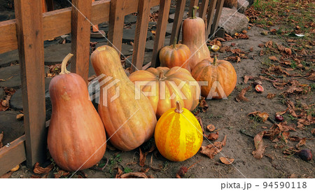 Pumpkins in a garden. Fresh, ripe, pumpkins growing in field. 94590118