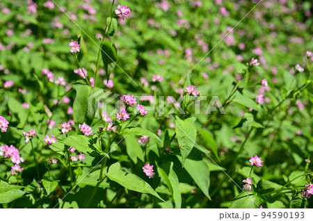 ミゾソバ ミゾソバ 94590193