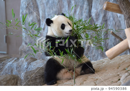 おいしそうに竹を食べる結浜 94590386