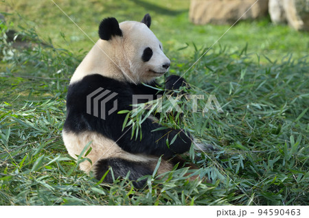 おいしそうに竹を食べる桜浜 94590463