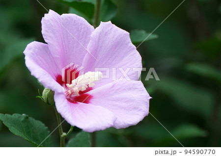 ムクゲの花 94590770