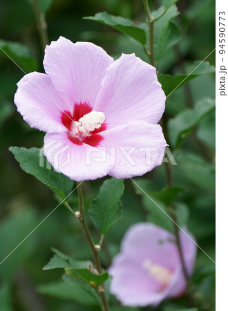 ムクゲの花 94590773