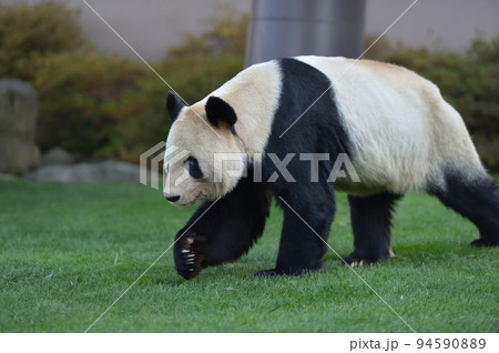 歩く姿がカッコいい永明 94590889