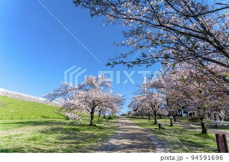 青空の桜咲く頃の狭山公園 94591696