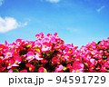 満開のベゴニアの花 94591729