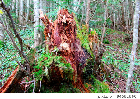 麗しき浅間山　　　：　　9月の黒斑山 94591960