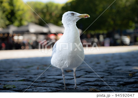 Seagull in shade. Town square in the background. Close up view 94592047