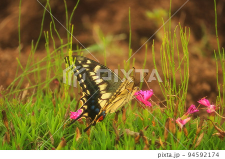 羽を広げて飛ぶ揚羽蝶 94592174