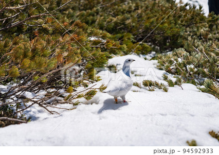 雪の中に立つライチョウ 雪の中に立つライチョウ 94592933
