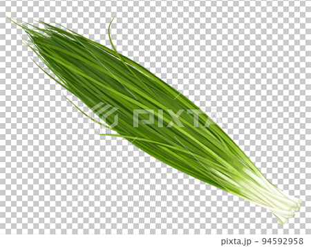 手繪插畫的真味的大蔥 94592958