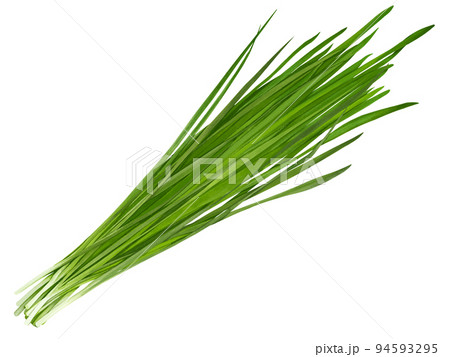 ニラのリアルなテイストの手描きイラスト　新鮮　美味しそう 94593295
