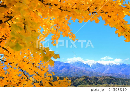 渡場のイチョウ並木の紅葉 渡場のイチョウ並木の紅葉 94593310